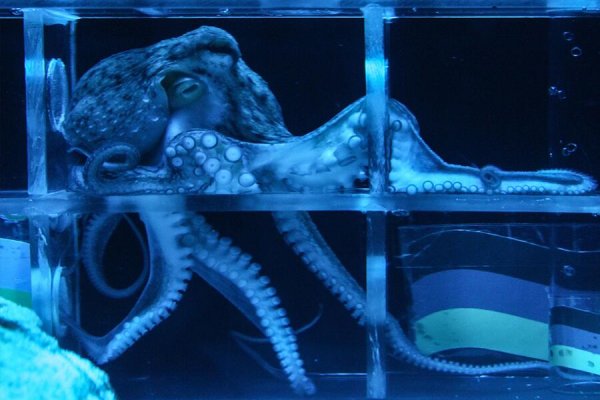 Магазин kraken супернет